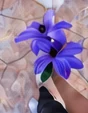 Purple-blue flower held up during a church celebration